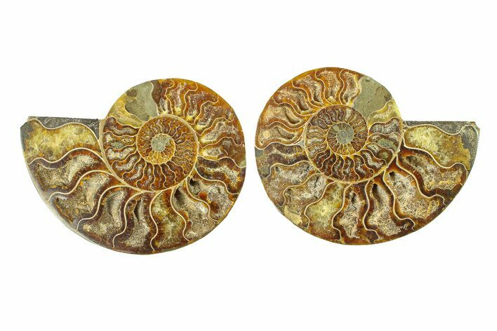 Cut & Polished, Crystal-Filled Ammonite Fossil - Madagascar #296436